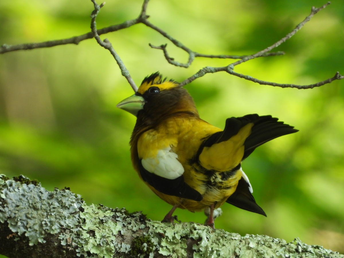 Evening Grosbeak - ML620651091