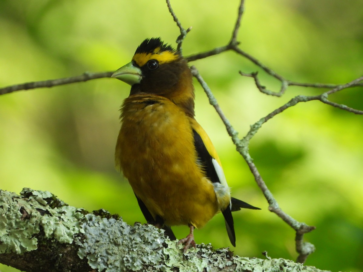 Evening Grosbeak - ML620651092