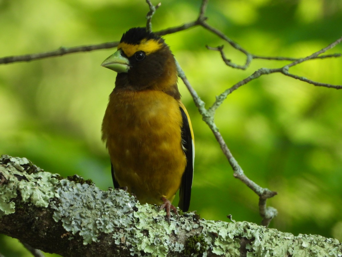 Evening Grosbeak - ML620651093