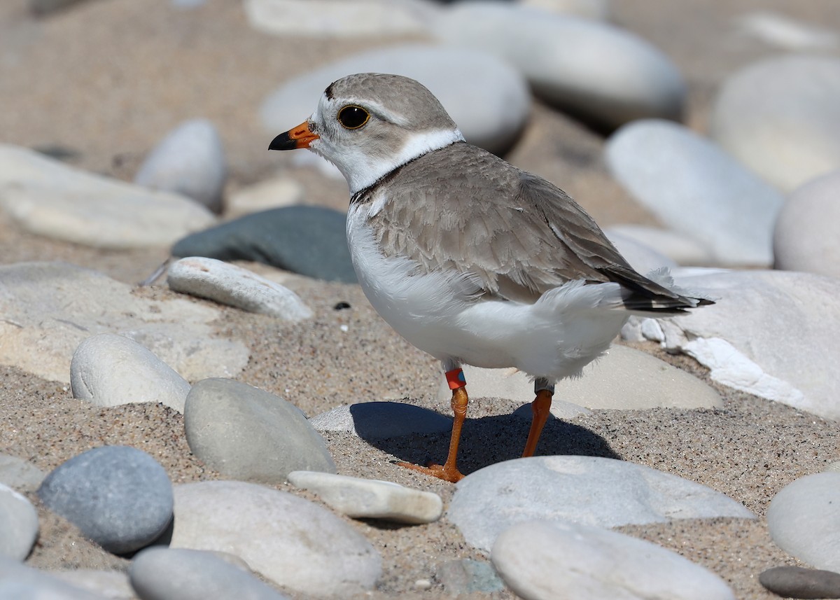 Piping Plover - ML620651094