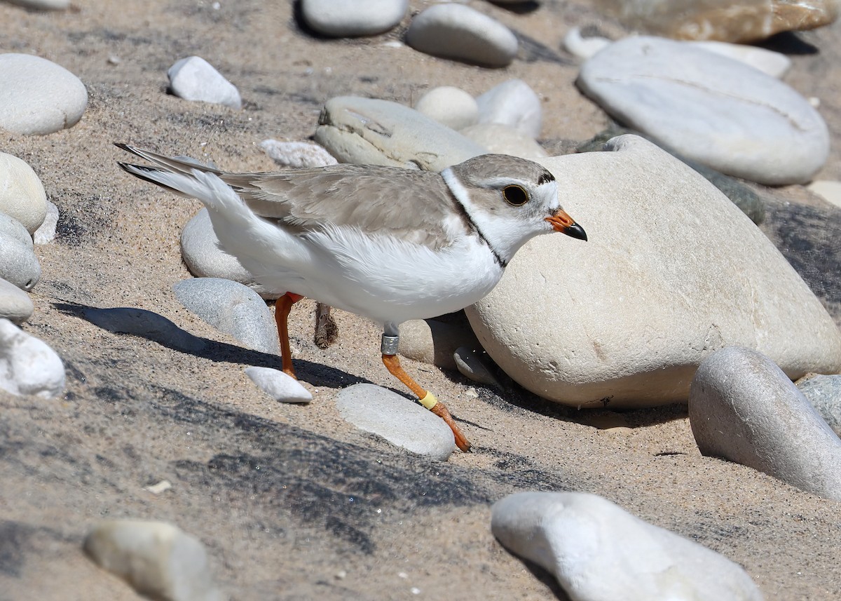 Piping Plover - ML620651095