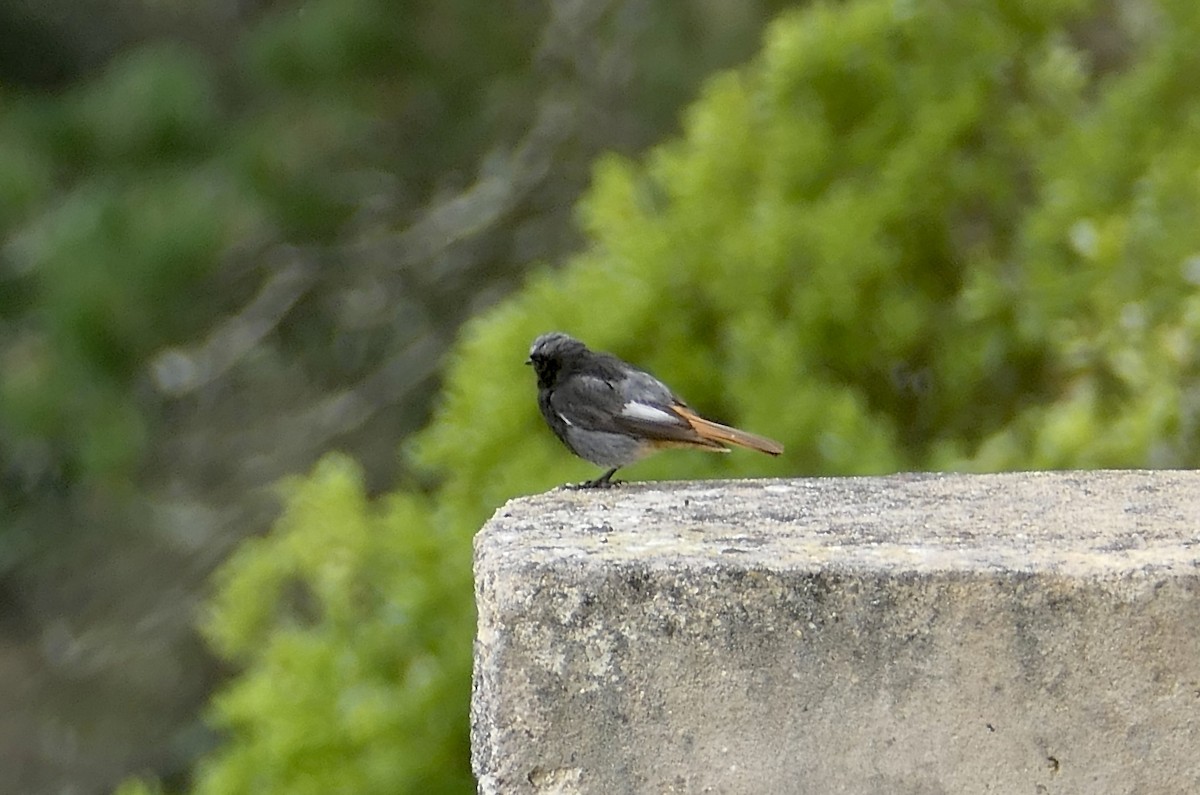 Black Redstart - ML620651106