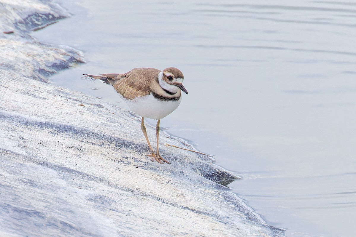 Killdeer - ML620651112