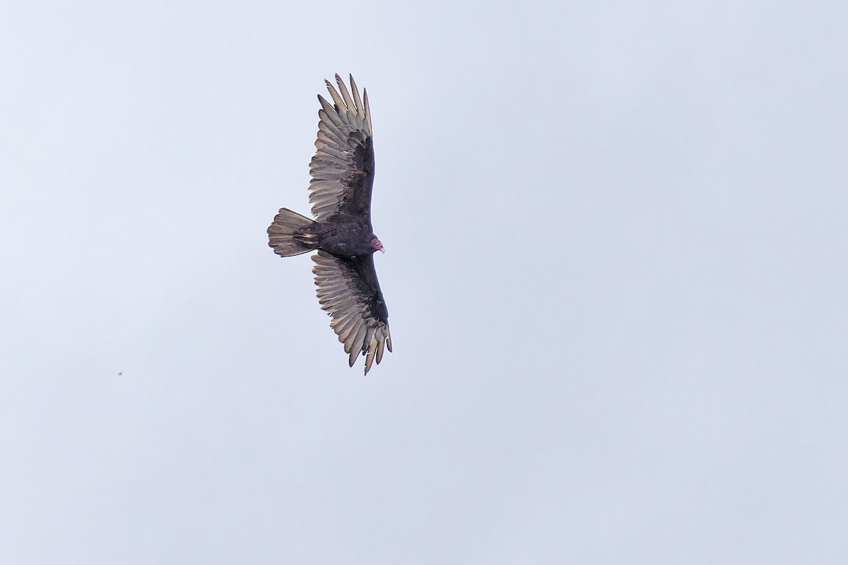 Turkey Vulture - ML620651114