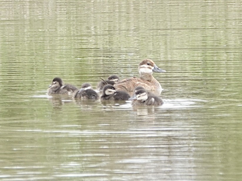 Ruddy Duck - ML620651119