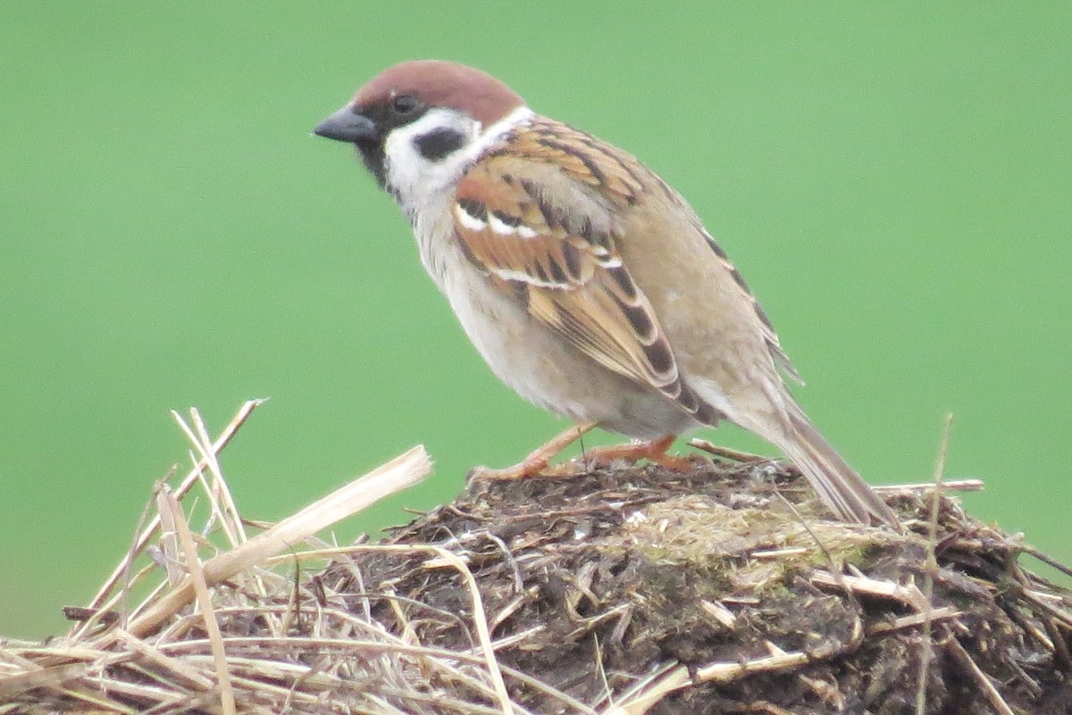 Eurasian Tree Sparrow - ML620651124