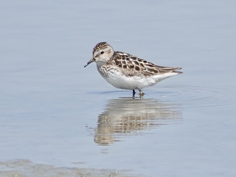 Least Sandpiper - ML620651126