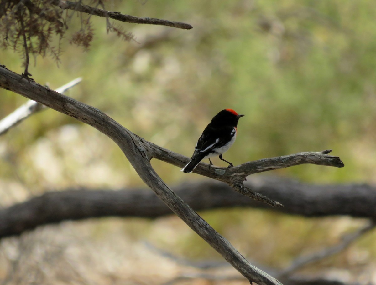 Red-capped Robin - ML620651129