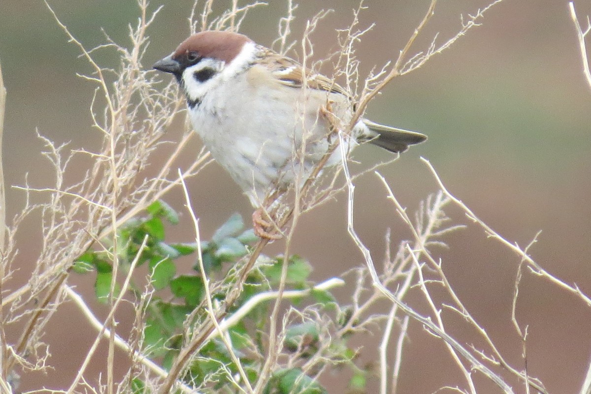 Eurasian Tree Sparrow - ML620651130