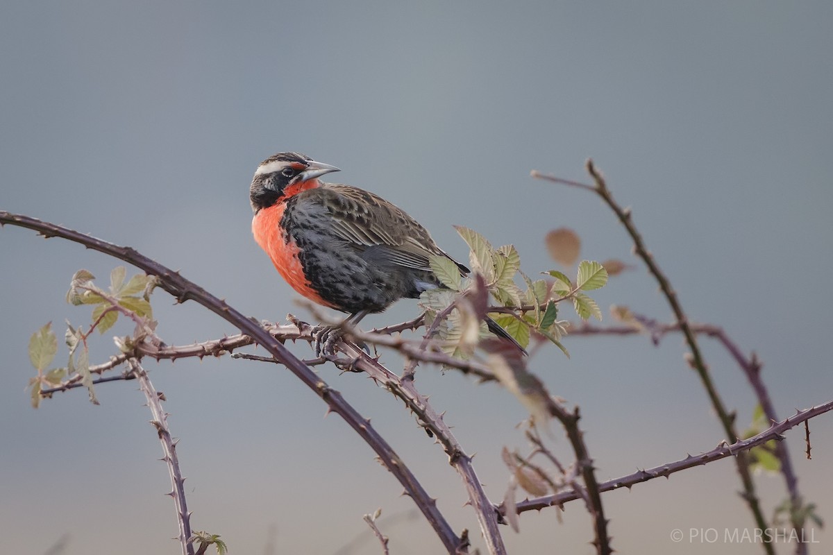 Long-tailed Meadowlark - ML620651134