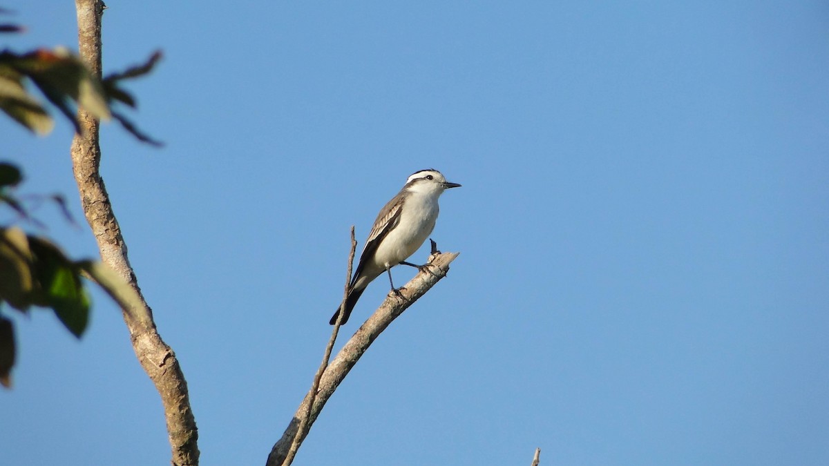 Black-crowned Monjita - ML620651137