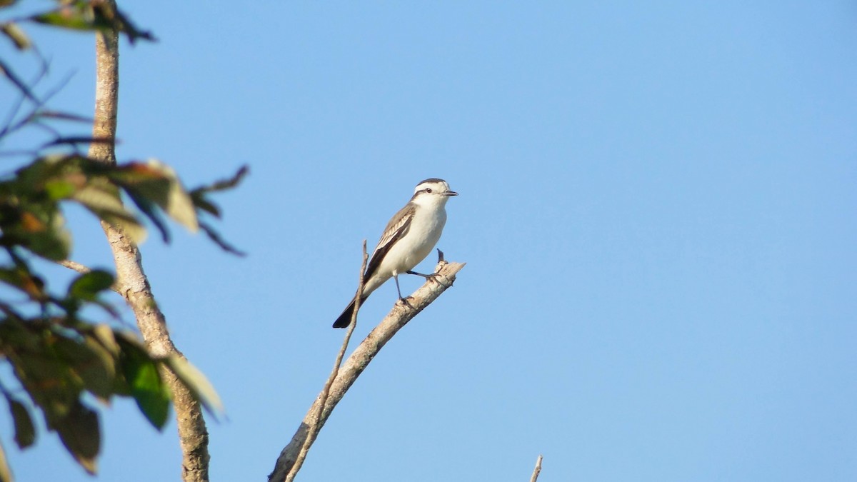 Black-crowned Monjita - ML620651138