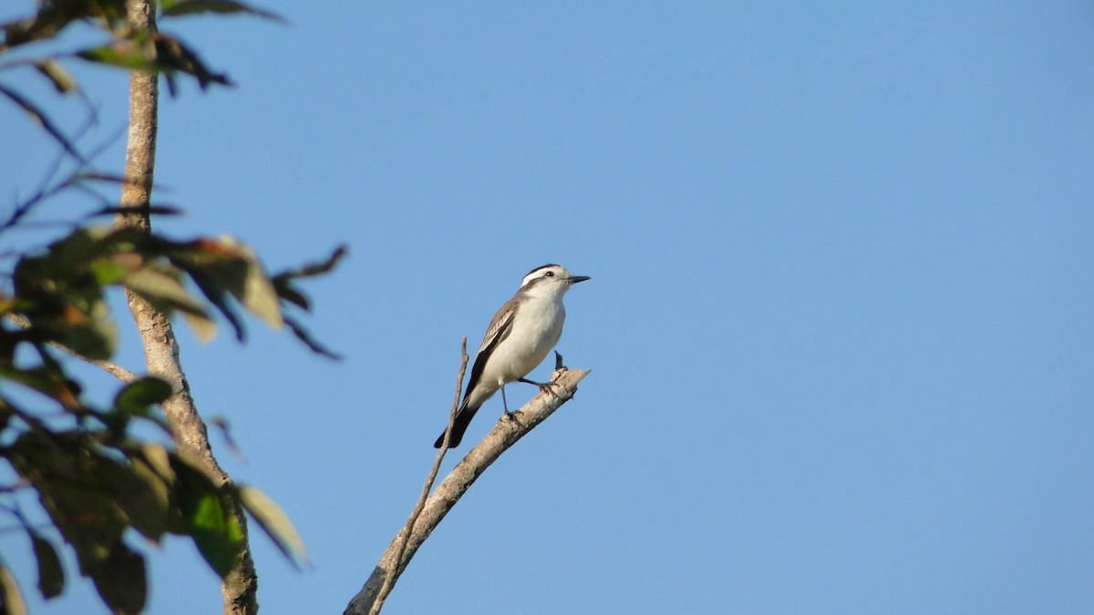 Black-crowned Monjita - ML620651140