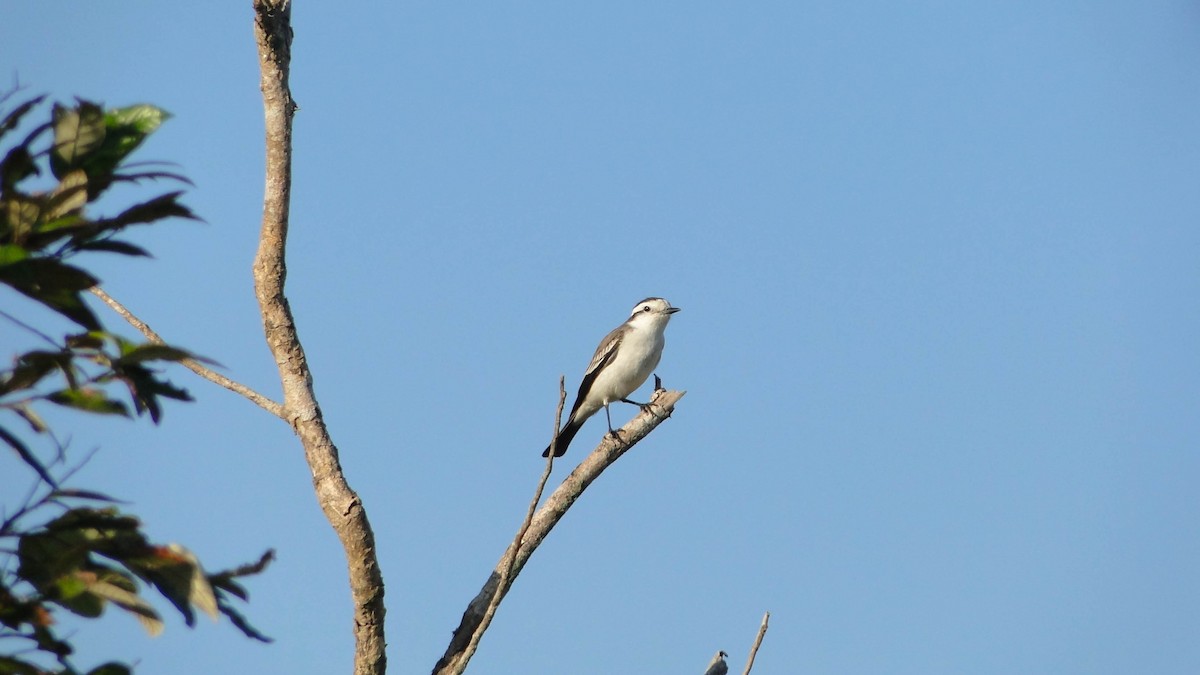 Black-crowned Monjita - ML620651141