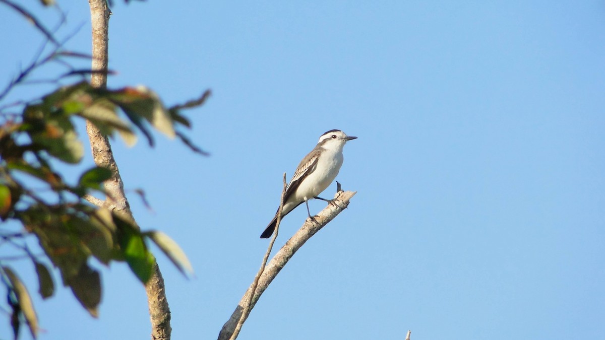 Black-crowned Monjita - ML620651142