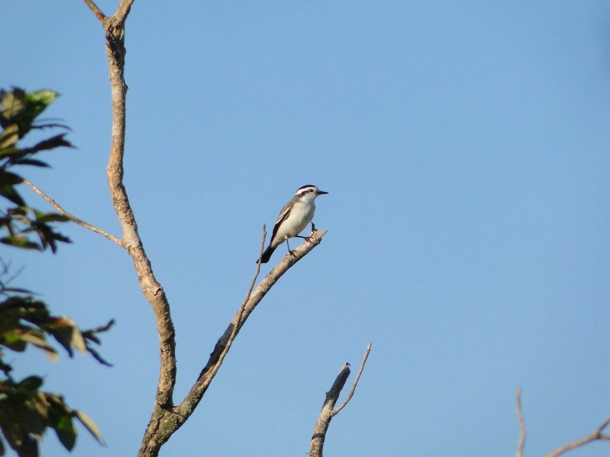 Black-crowned Monjita - ML620651143