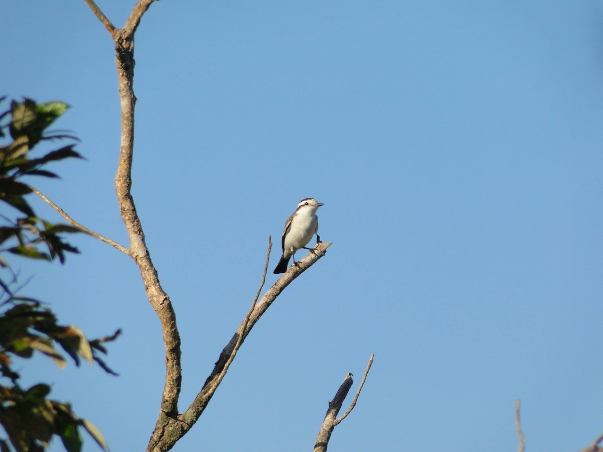 Black-crowned Monjita - ML620651146