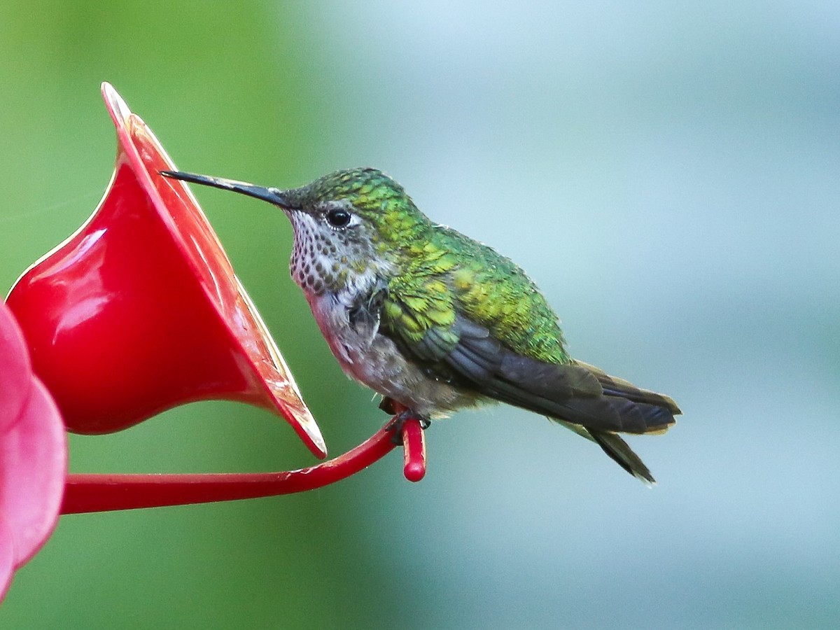 Broad-tailed Hummingbird - ML620651149