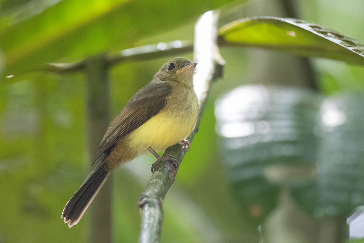 Whiskered Flycatcher - ML620651155