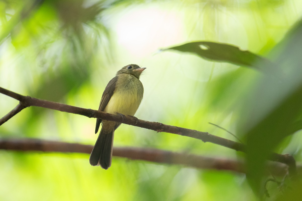 Whiskered Flycatcher - ML620651157