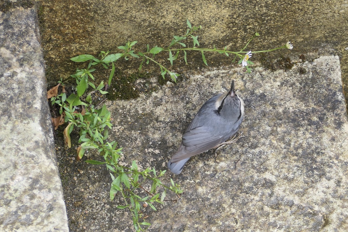 Eurasian Nuthatch - ML620651162