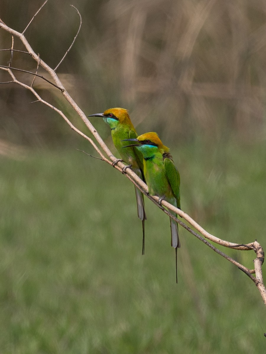 Asian Green Bee-eater - ML620651165