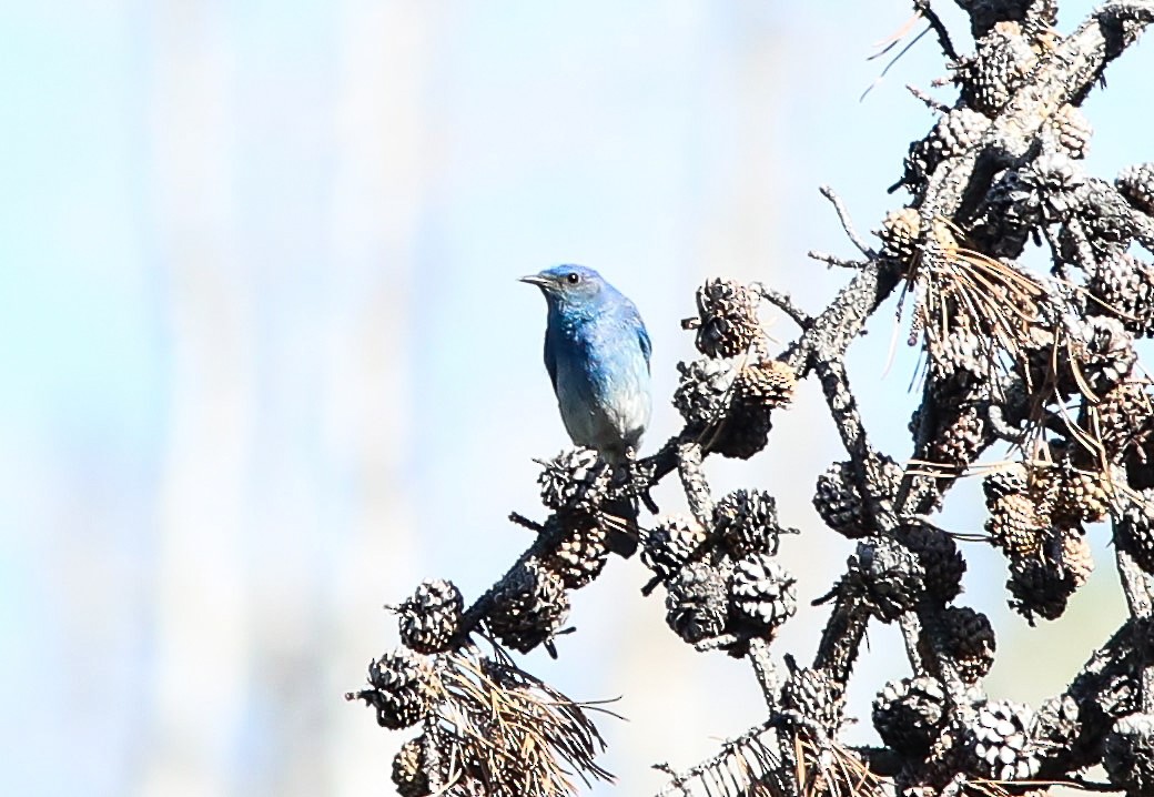 Mountain Bluebird - ML620651167