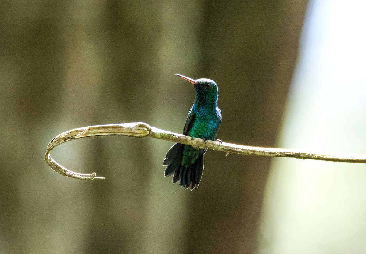 Blue-chinned Sapphire - ML620651168