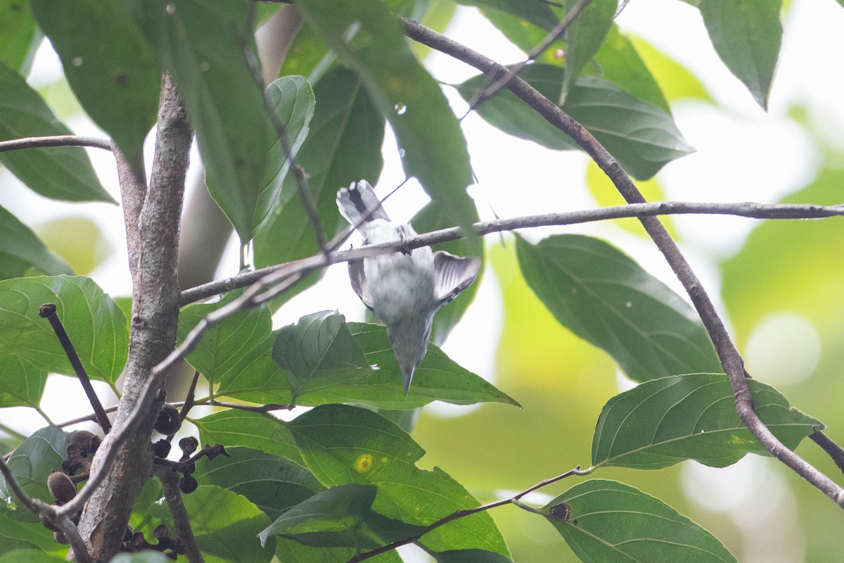 Spot-backed Antwren - ML620651170