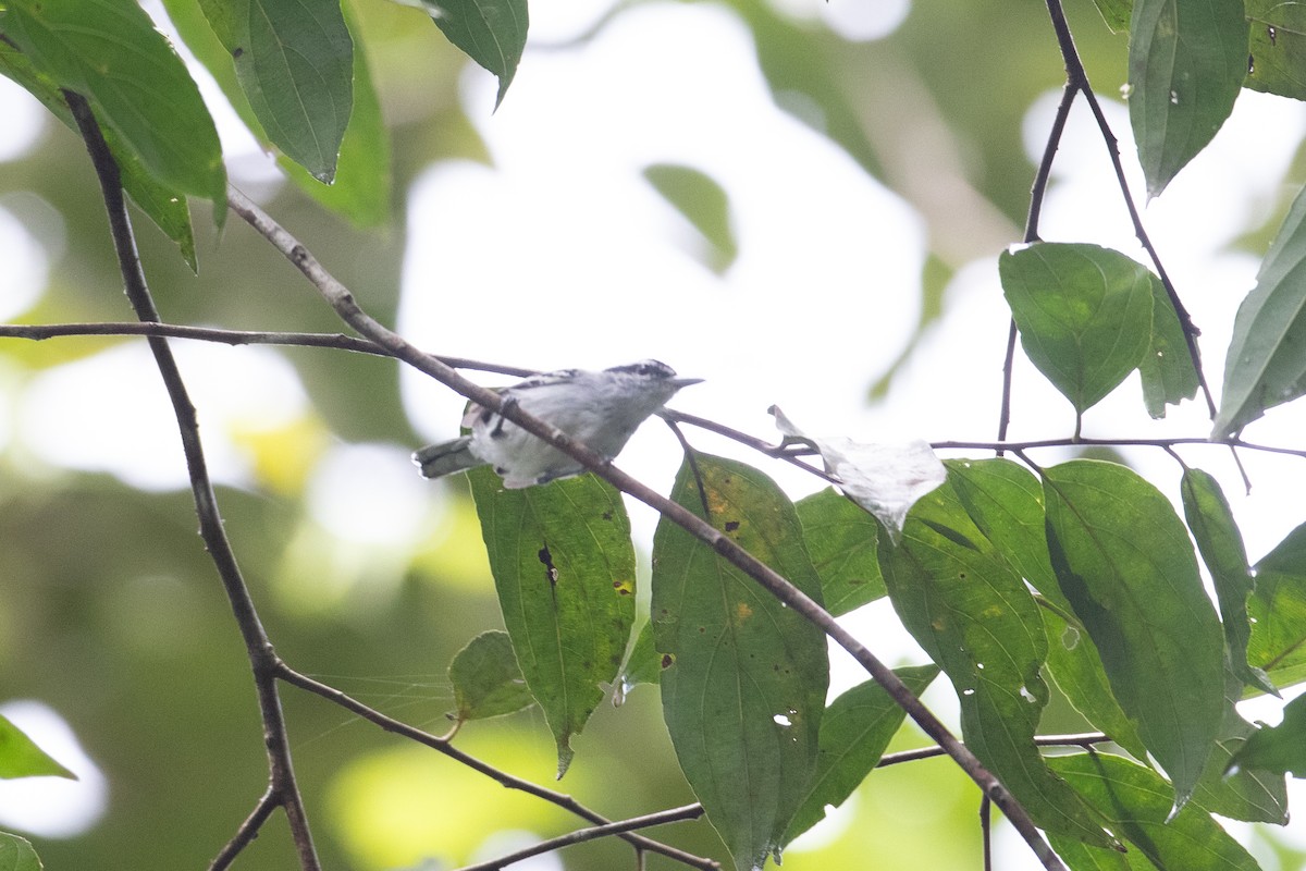 Spot-backed Antwren - ML620651171