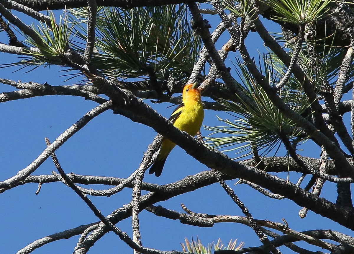 Western Tanager - ML620651174
