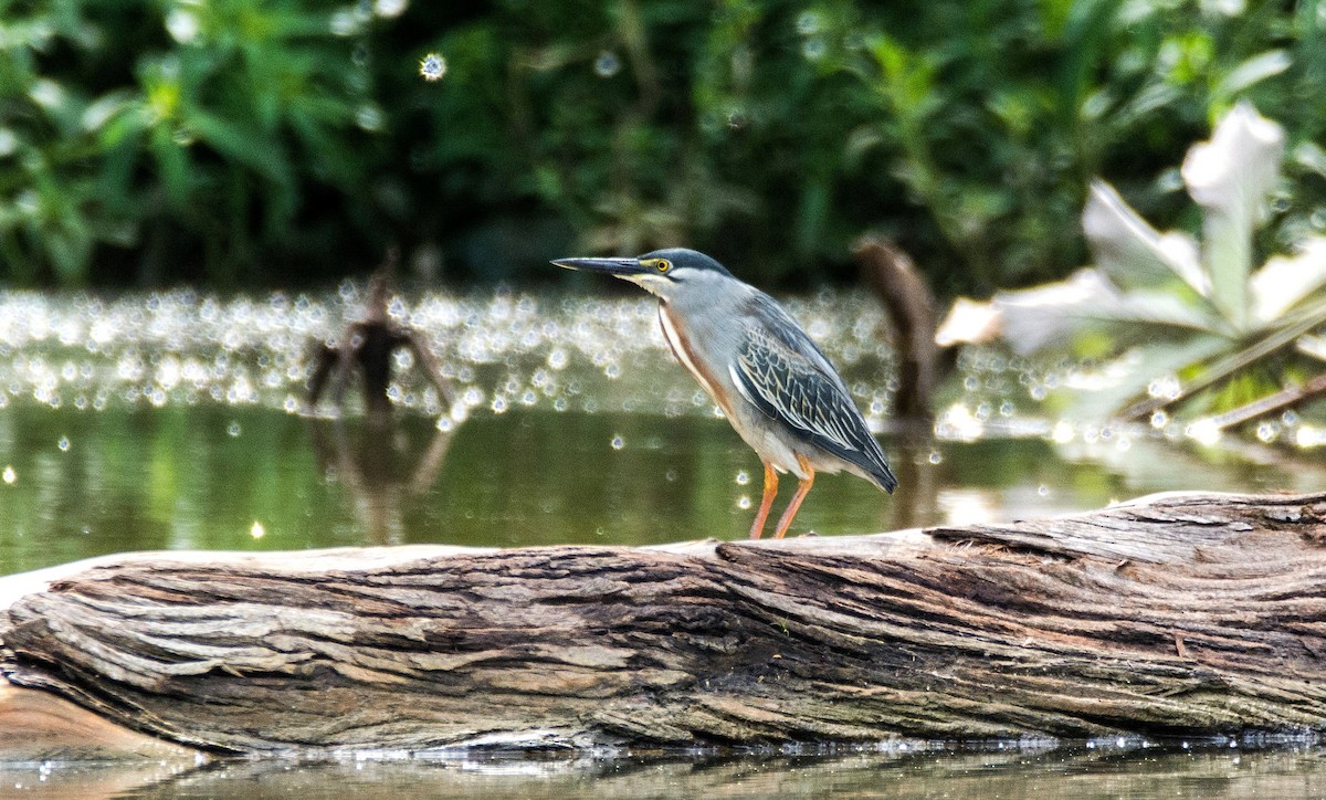 Striated Heron - ML620651176