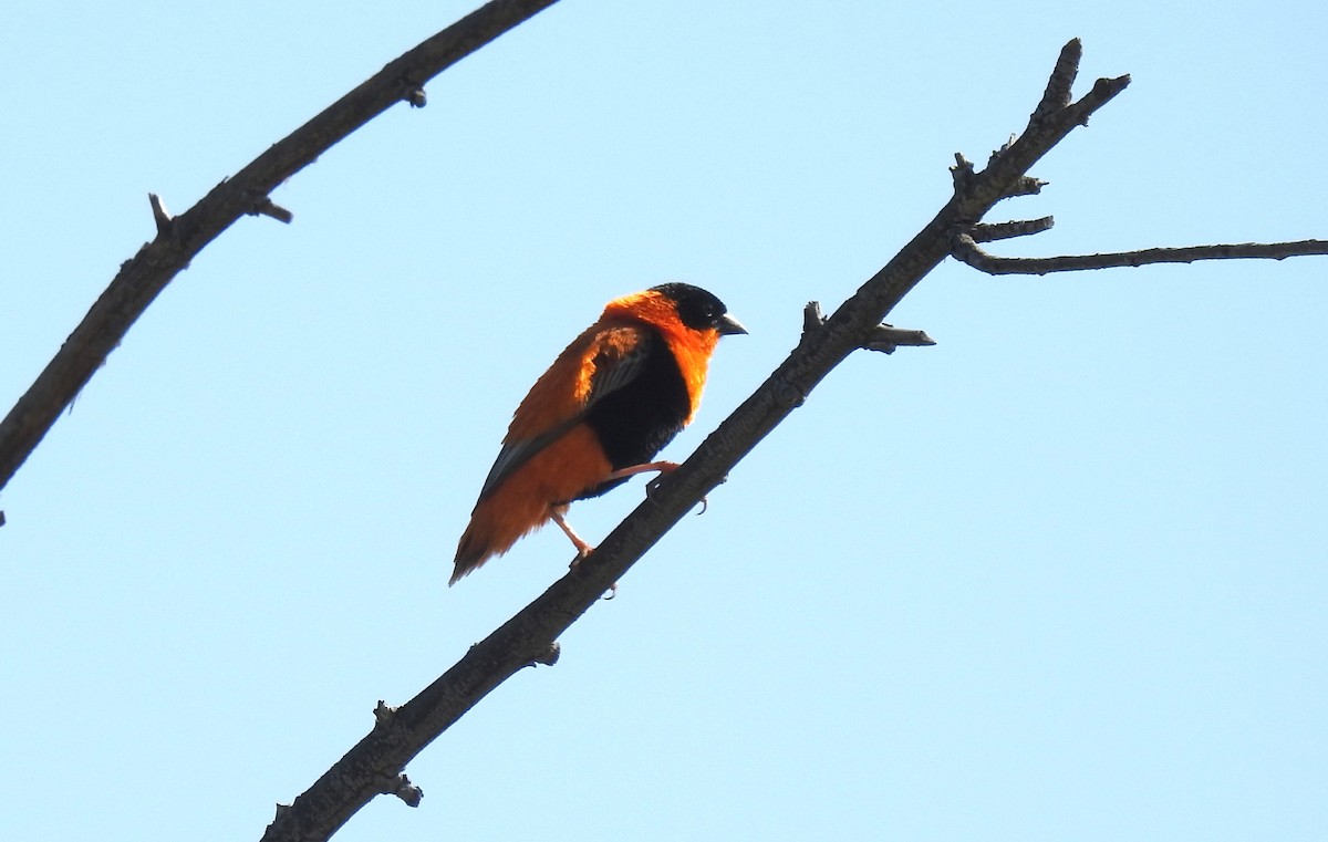 Northern Red Bishop - ML620651177