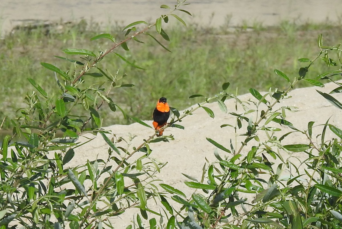 Northern Red Bishop - ML620651183