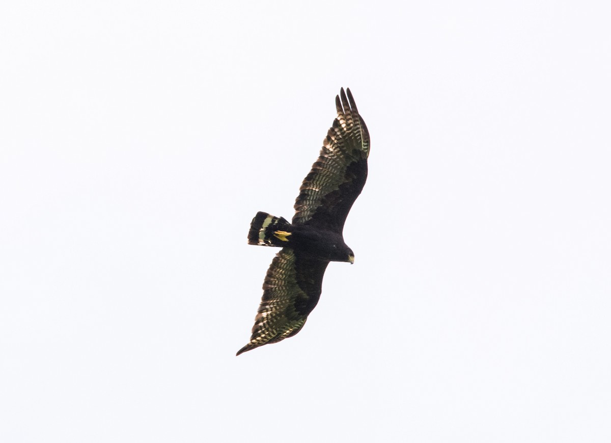 Zone-tailed Hawk - ML620651189