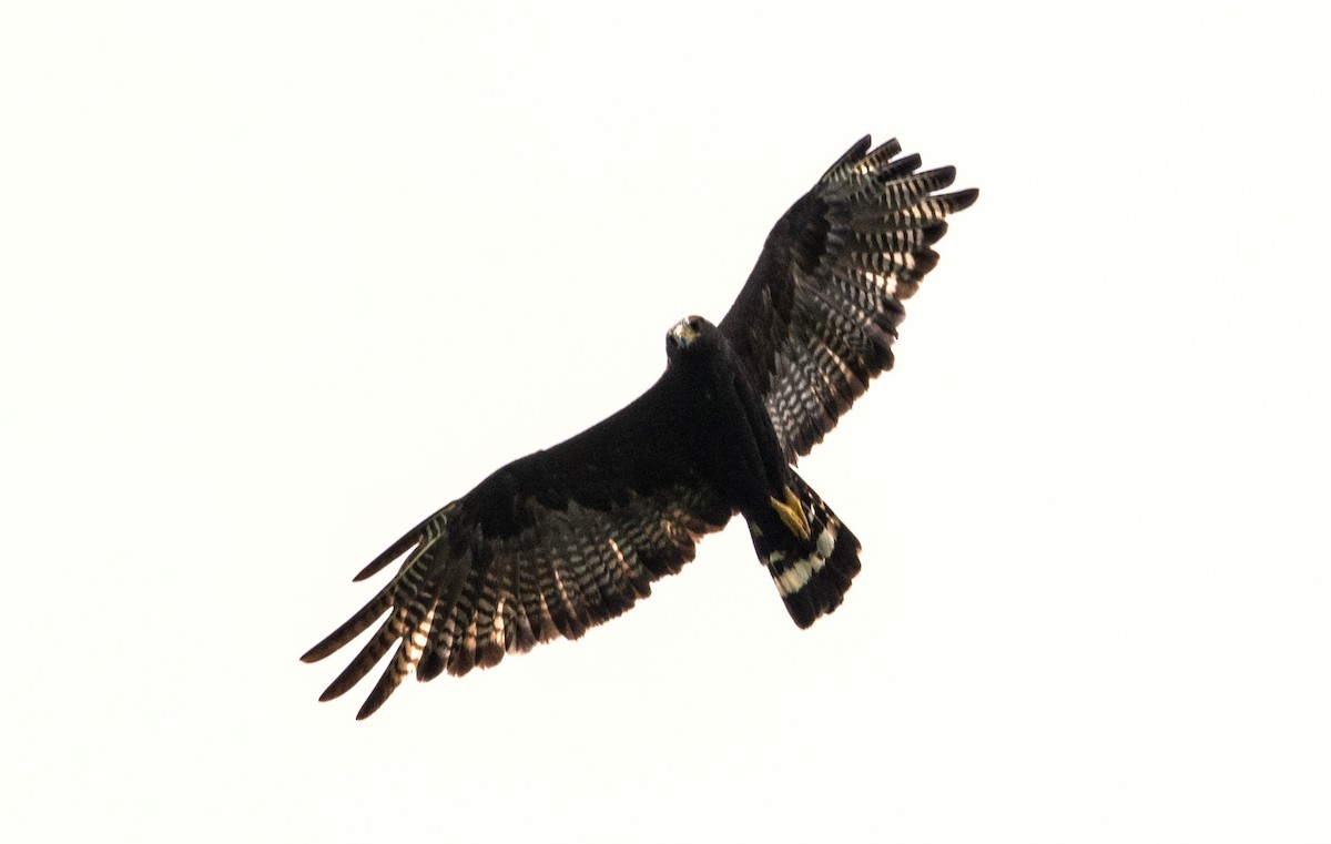 Zone-tailed Hawk - ML620651191