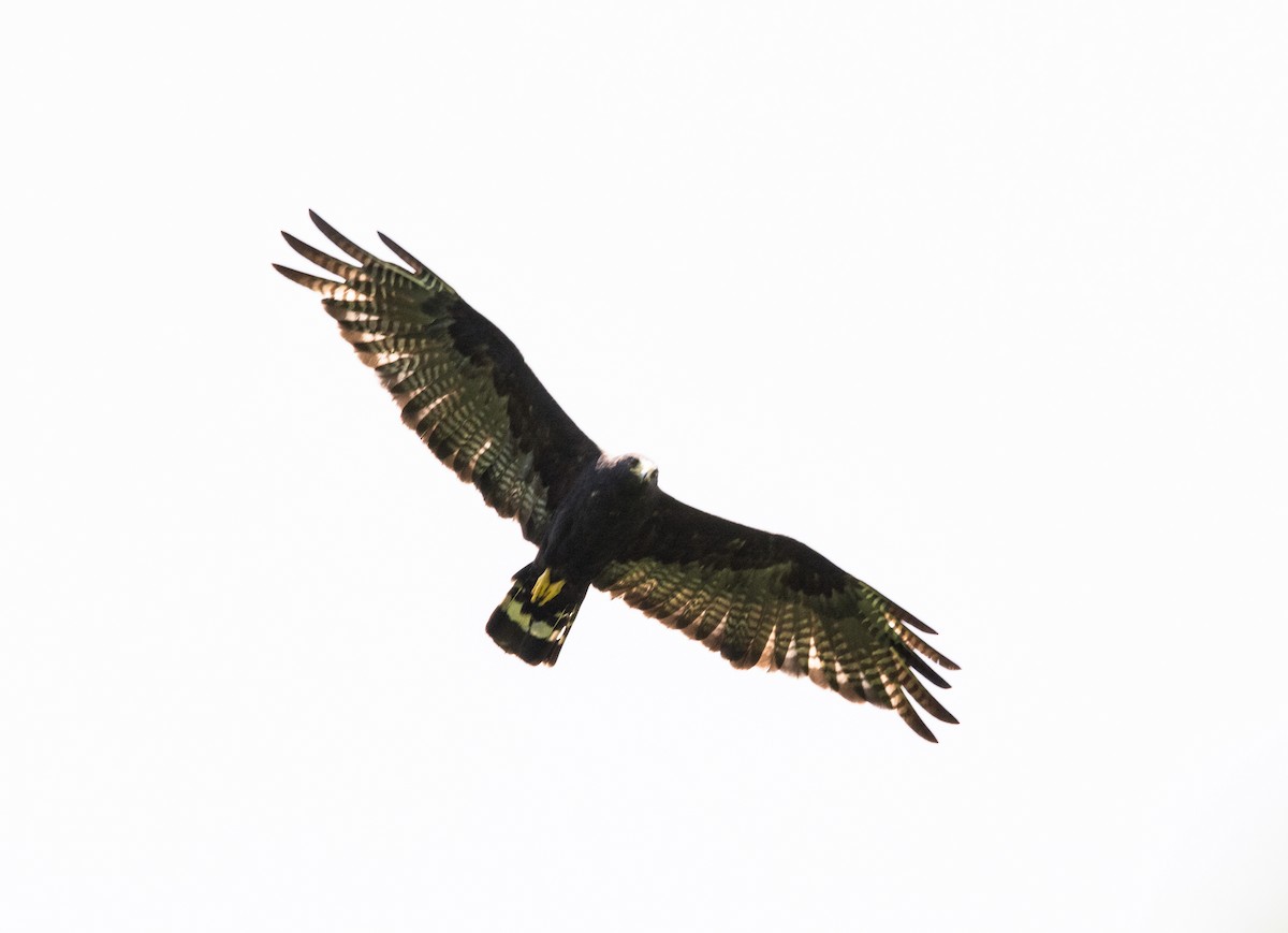 Zone-tailed Hawk - ML620651192