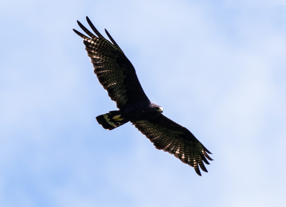 Zone-tailed Hawk - ML620651195