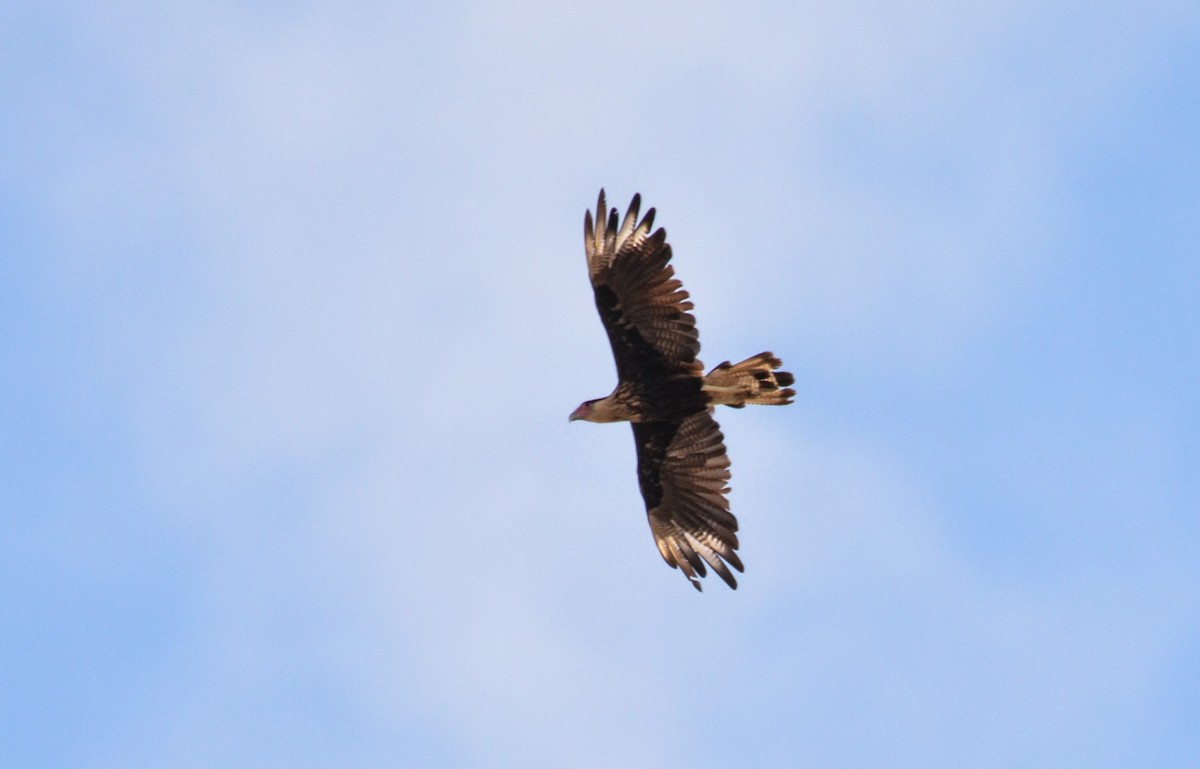 Crested Caracara - ML620651206