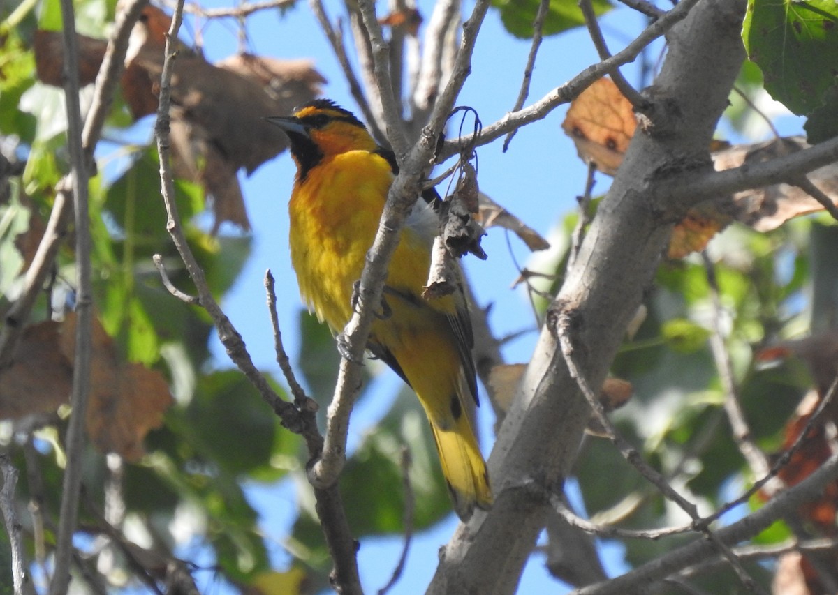 Bullock's Oriole - ML620651208