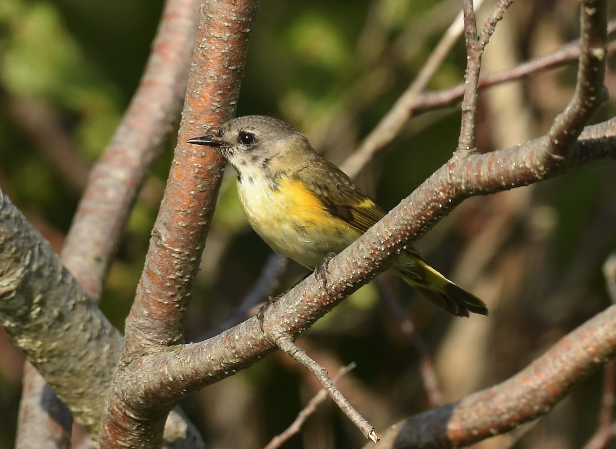 American Redstart - ML620651211