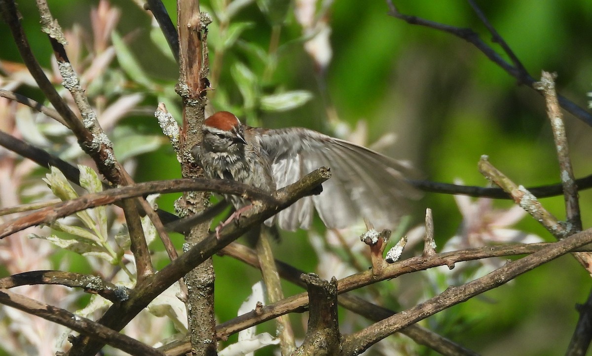 Chipping Sparrow - ML620651212