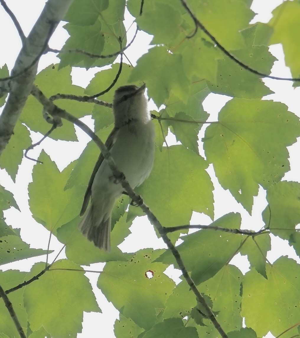 Red-eyed Vireo - ML620651213