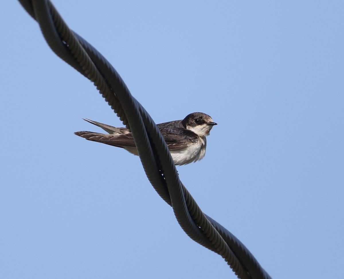 Bank Swallow - ML620651216