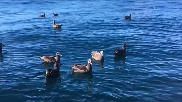 Black-footed Albatross - ML620651220