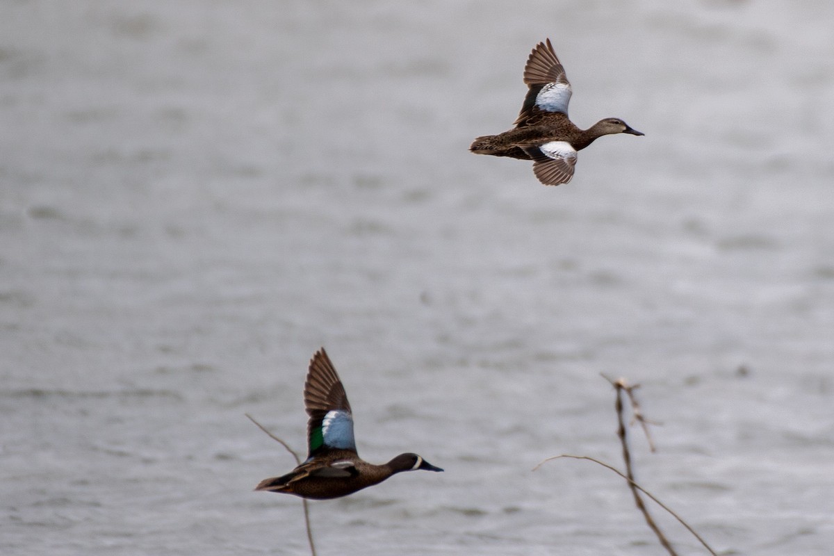 Blue-winged Teal - ML620651226