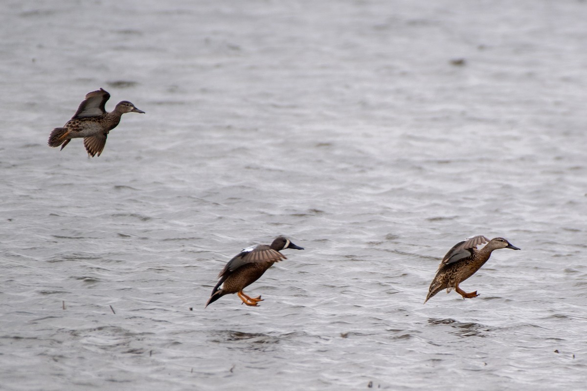 Blue-winged Teal - ML620651228