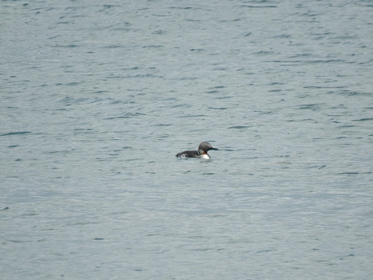 Red-throated Loon - ML620651231