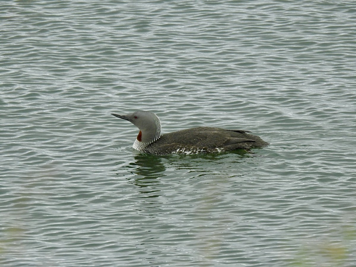 Red-throated Loon - ML620651232