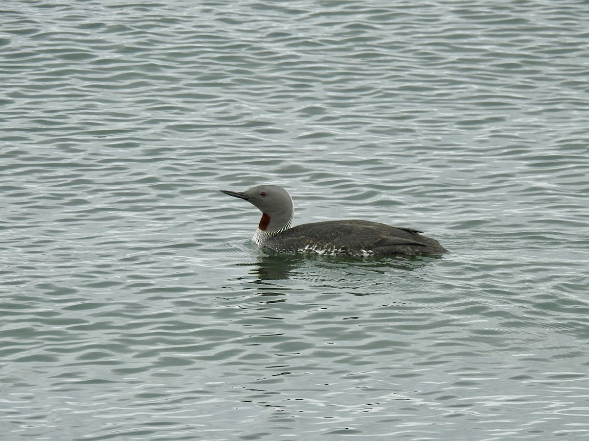 Red-throated Loon - ML620651233